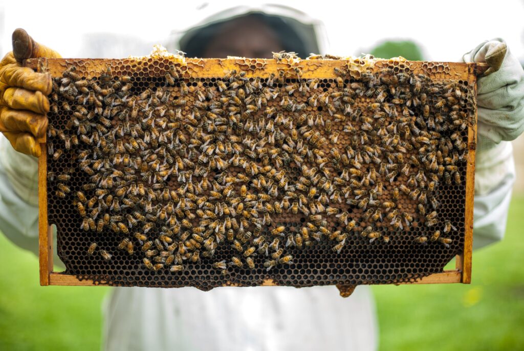 Paper Bee Swarm - SAVING!