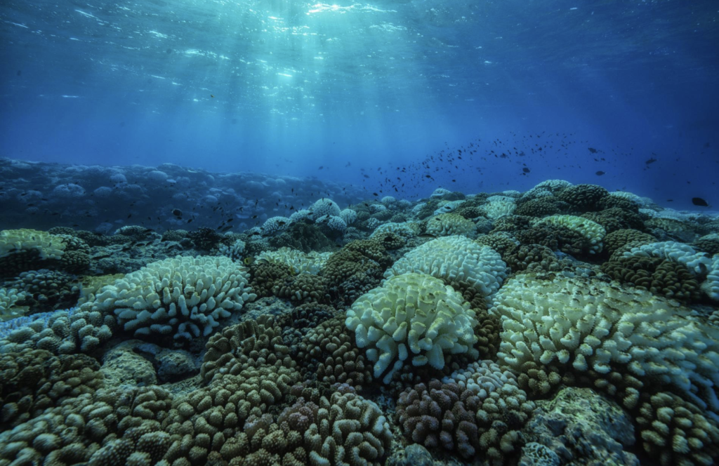 Coral Gardeners: come salvare la barriera corallina