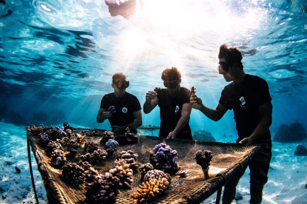 Coral Gardeners: come salvare la barriera corallina
