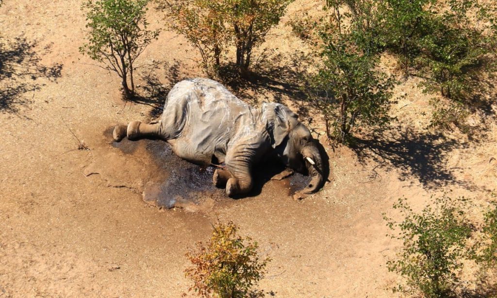 il petrolio minaccia la riserva di Okavango