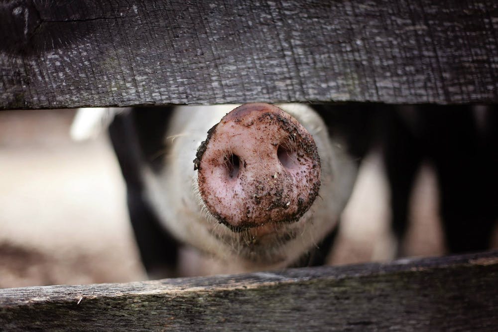 diminuire il consumo di carne