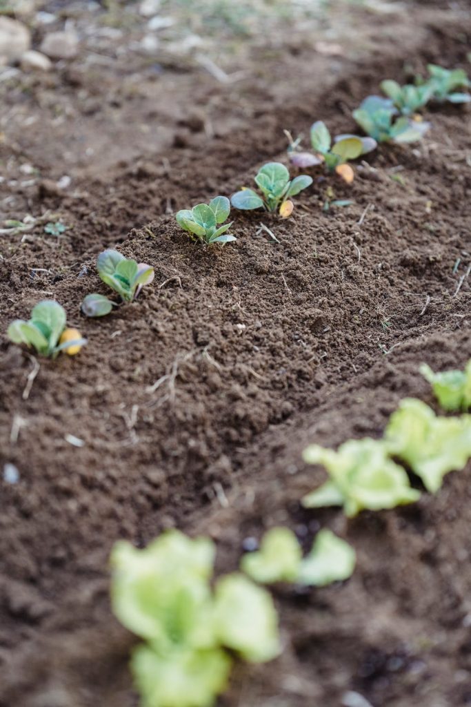 Tiny green leaves growing.