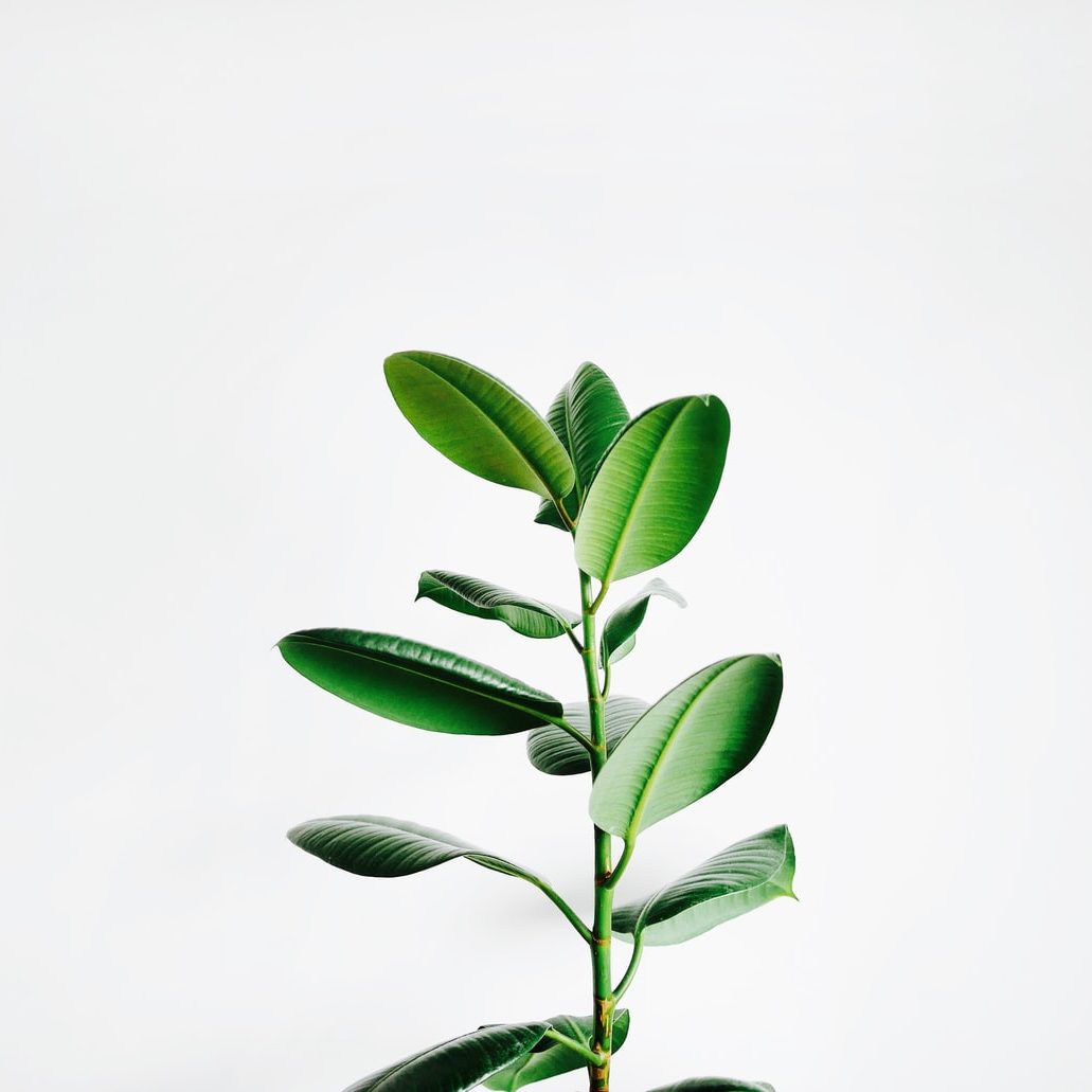 Brote de avena (planta) con hojas verdes.