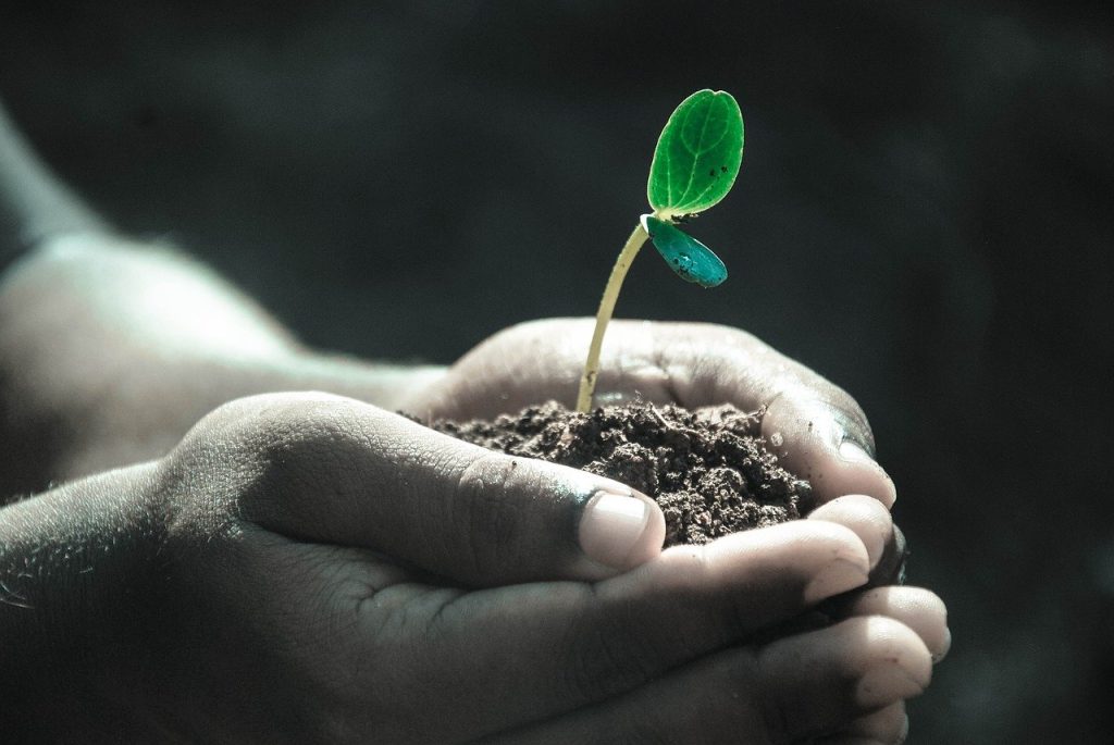 manos con tierra y una plantita naciendo. Agroecología.