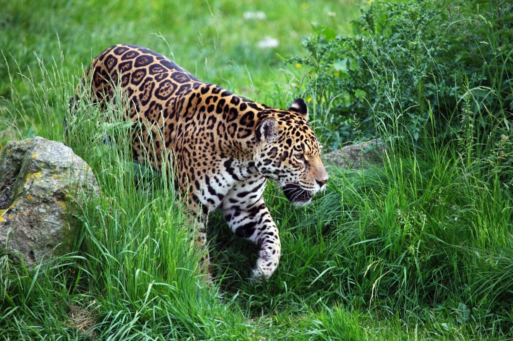 Triple emergencia. Jaguar en extinción.