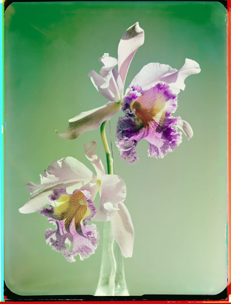 Werner Bischof, Orchidee 1943