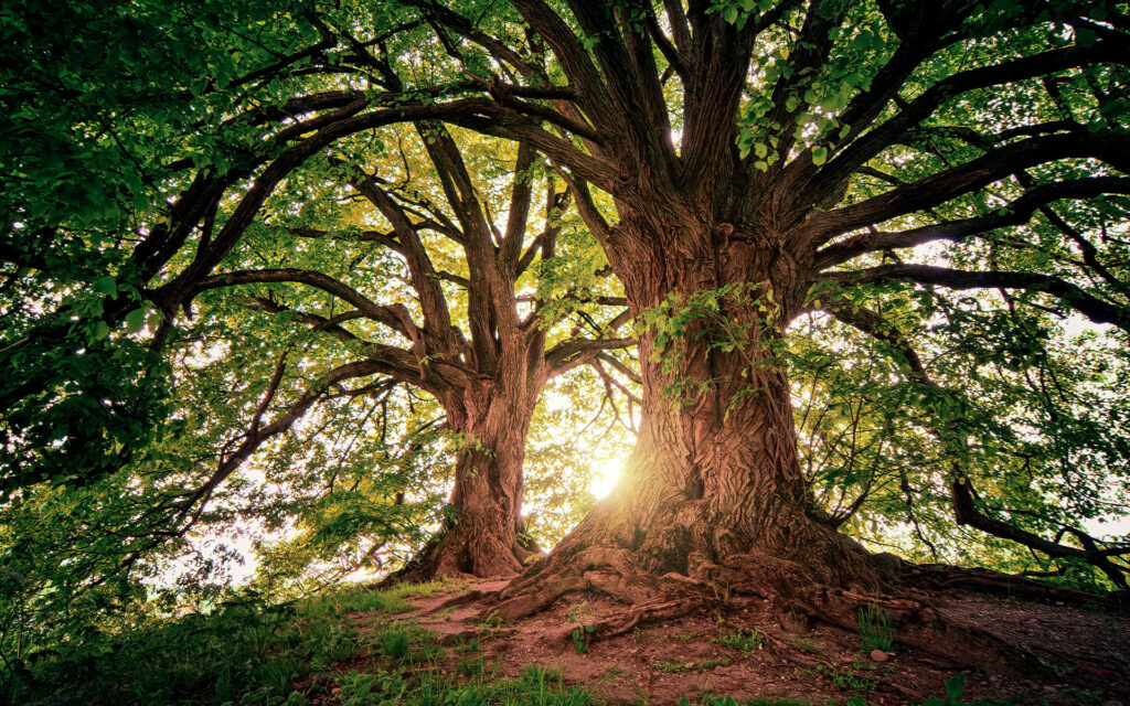 Tree lignin