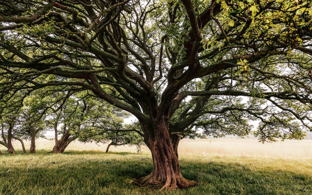 Alberi e sostenibilitá