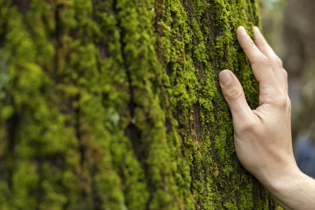 tree huggers