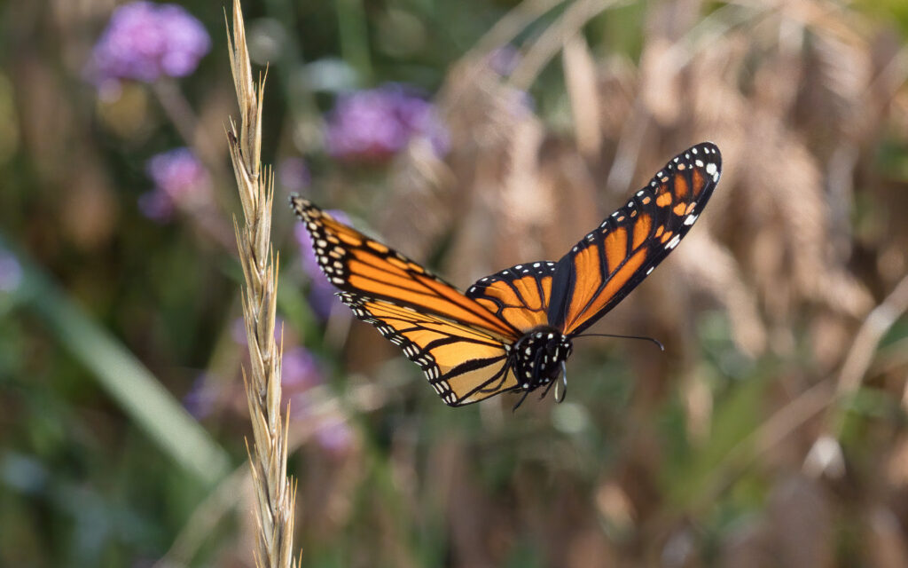 The monarch butterfly