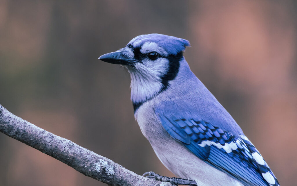 the Eastern Bluebird