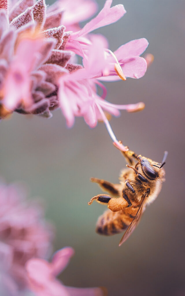 bees that ensure 