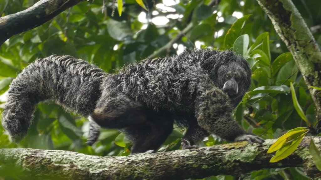 Ecuador: un esempio per il mondo