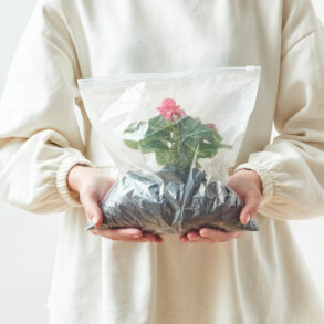 plant in a bag