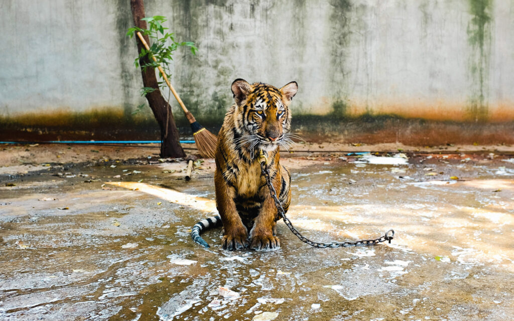 Tiger in chains