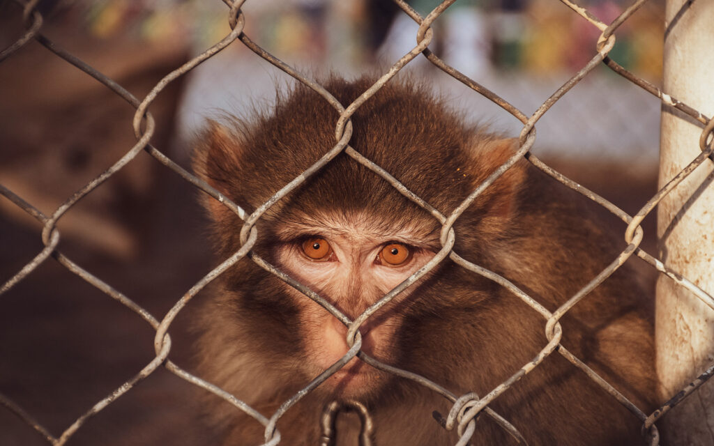 monkey in a zoo