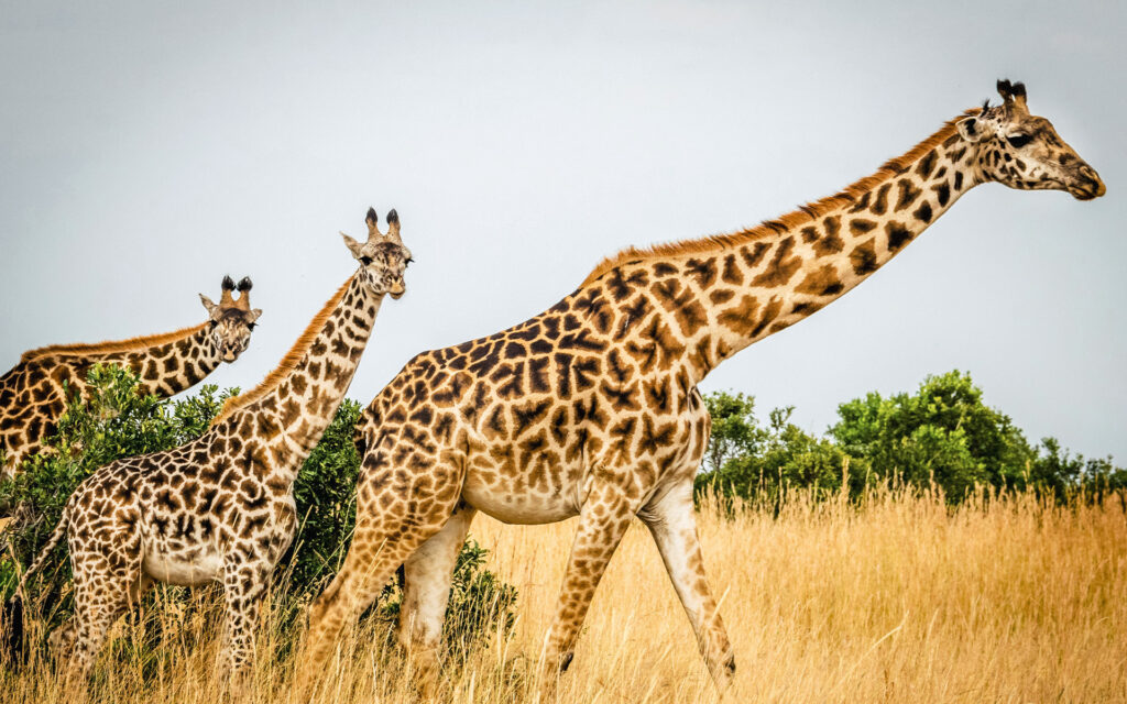 safari in africa