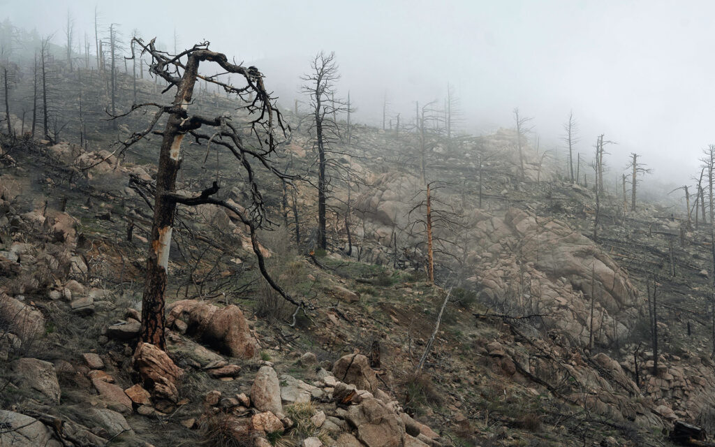Dead trees on non-arid land

acid rain