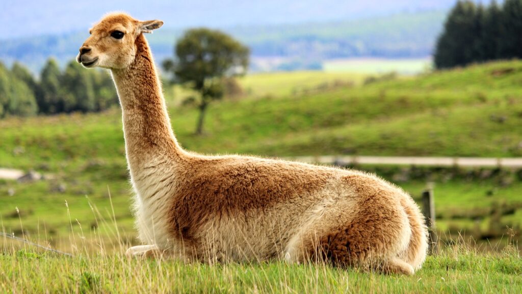 Vicuña, fotografía de Paul Yarwood