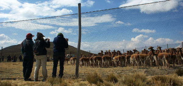 Chaccu de vicuñas, Foto 2015-09-08 Monisterio del Ambiente Perù