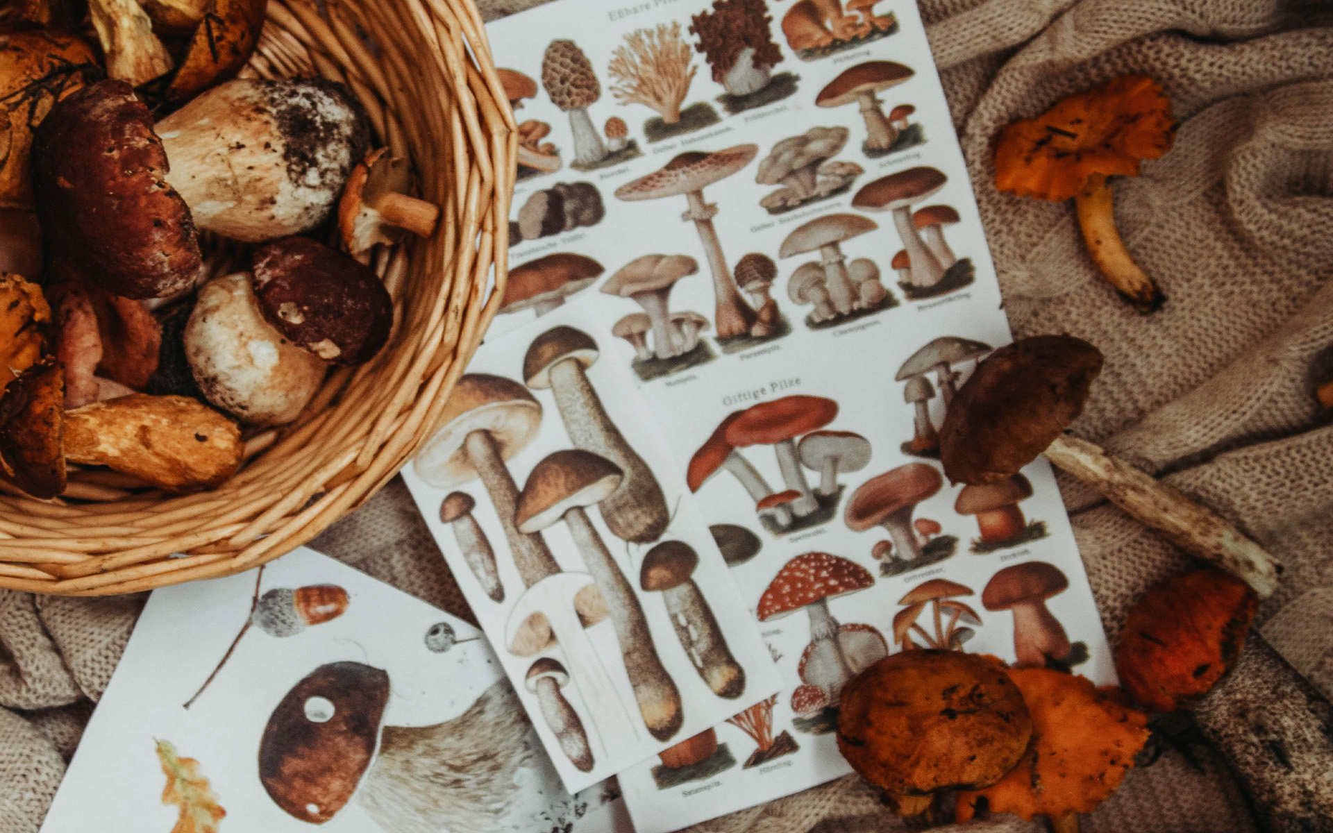 different types of mushrooms