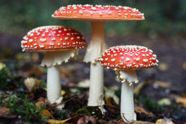 poisonous fungi