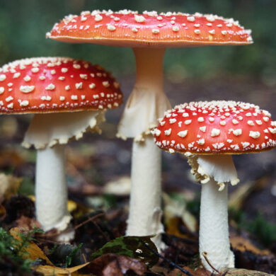 funghi velenosi