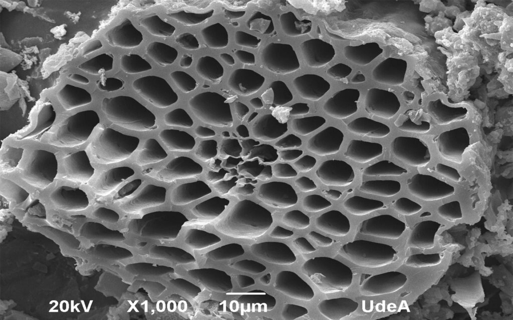 Microscopio de nanopartículas Imagen de fibra de coco
