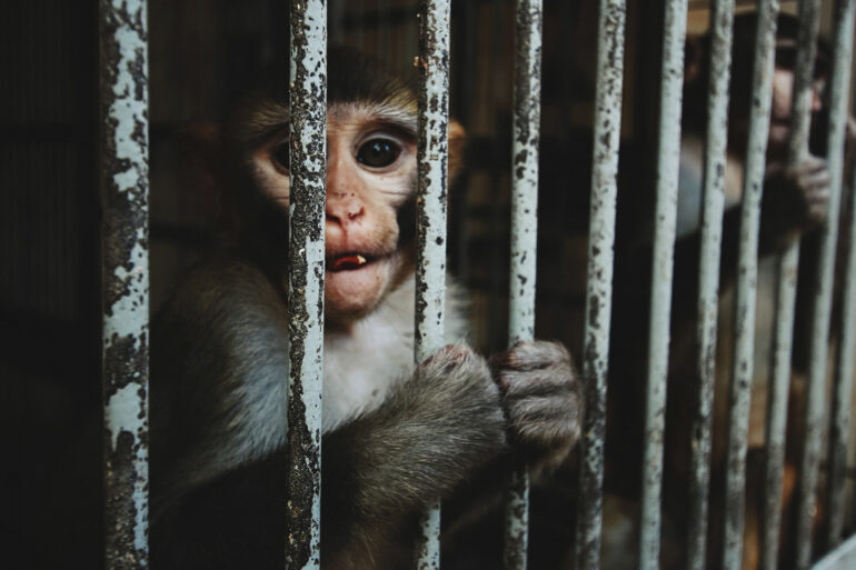 monos en el zoologico