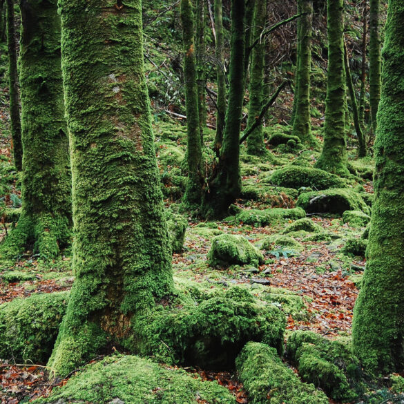 Muschio nella foresta pluviale