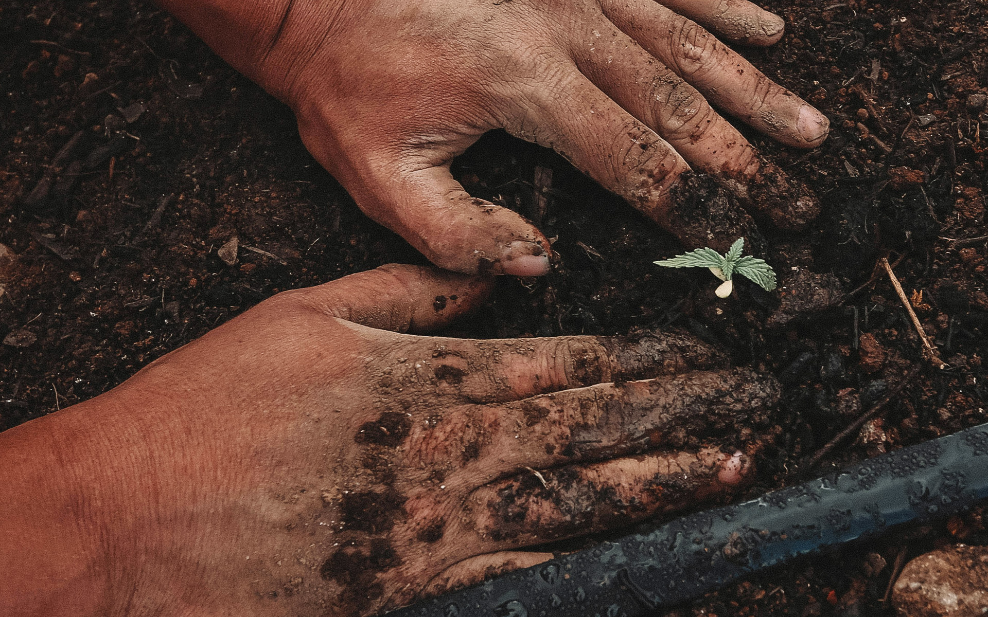 planting a little plant