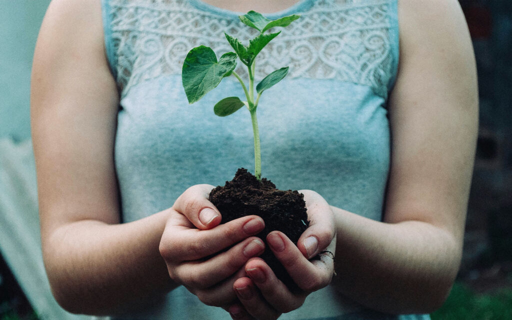 Plantas en las manos de una chica 